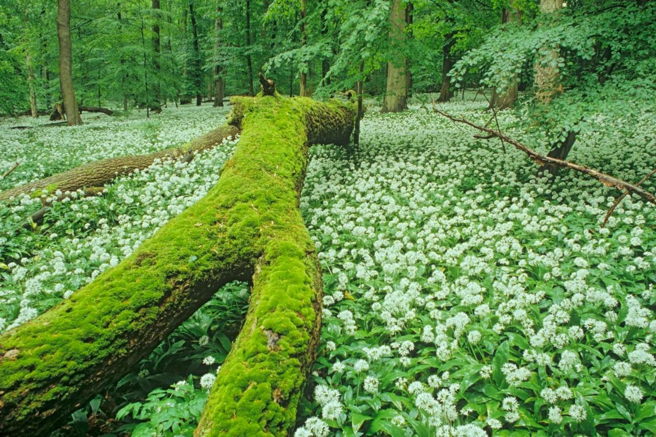 Ferienhaeuser Oberdorla Bagian luar foto