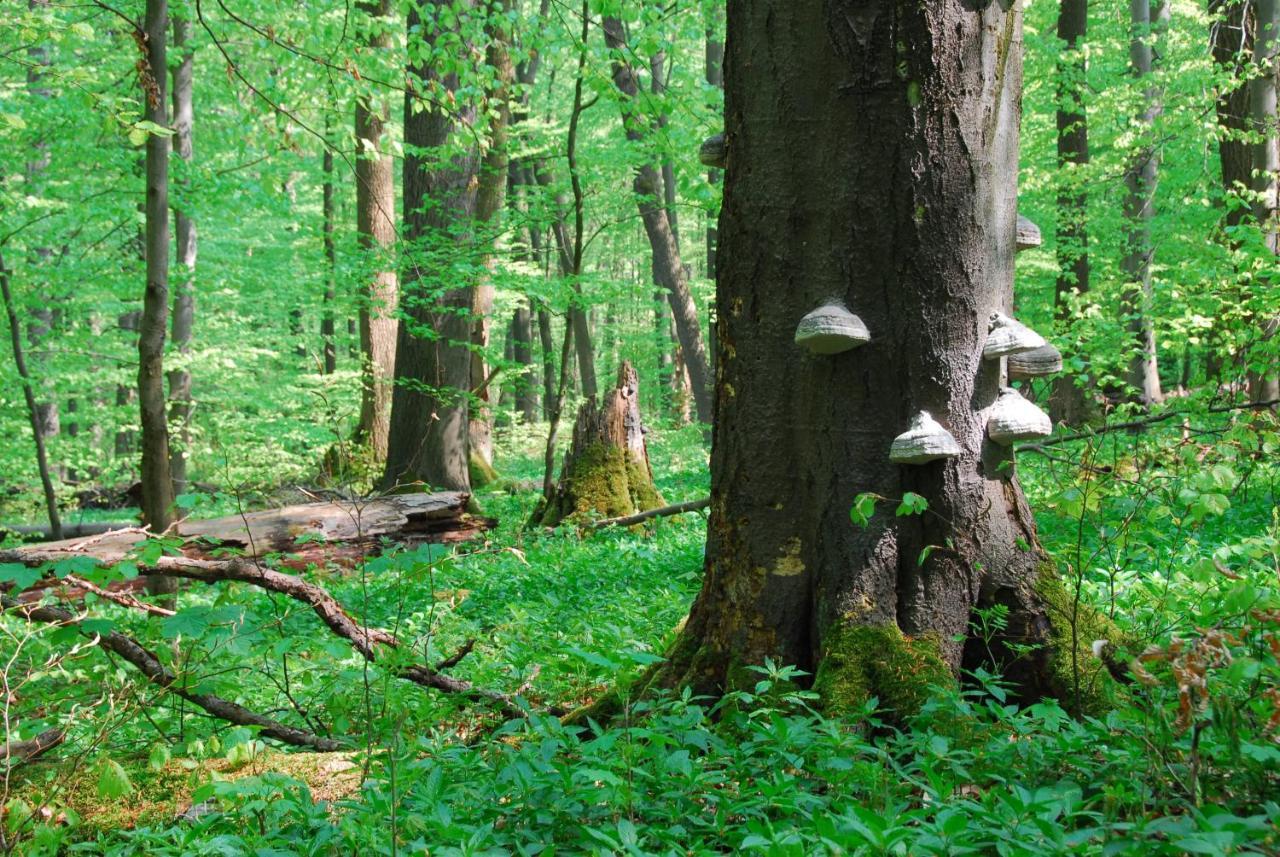 Ferienhaeuser Oberdorla Bagian luar foto